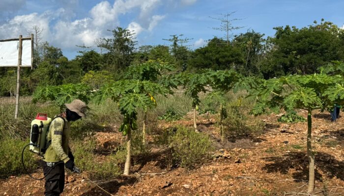 Batalyon B Pelopor Brimob Polda Sultra Wujudkan Dukungan Asta Cita Presiden RI Lewat Pemanfaatan Lahan P2L untuk Ketahanan Pangan