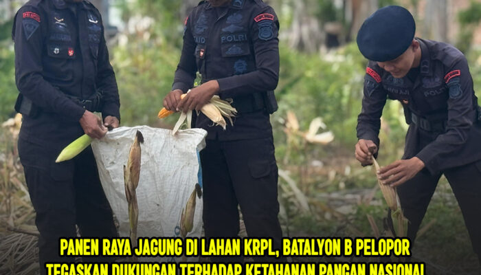 Panen Raya Jagung di Lahan KRPL, Batalyon B Pelopor Tegaskan Dukungan terhadap Ketahanan Pangan Nasional