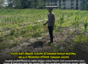 Wujud Bakti Brimob: Dukung Ketahanan Pangan Nasional Melalui Perawatan Intensif Tanaman Jagung