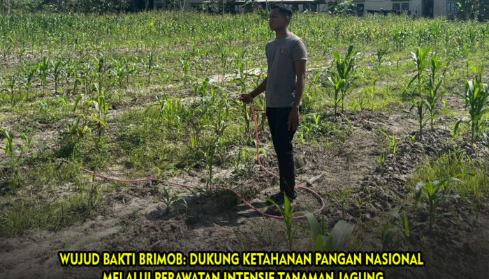 Wujud Bakti Brimob: Dukung Ketahanan Pangan Nasional Melalui Perawatan Intensif Tanaman Jagung