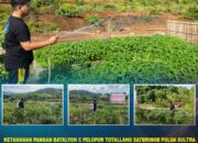 Ketahanan Pangan Batalyon C Pelopor Totallang Satbrimob Polda Sultra Perkuat Kemandirian dan Kesiapsiagaan