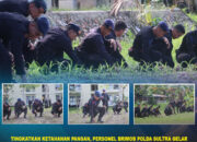 Tingkatkan Ketahanan Pangan, Personel Brimob Polda Sultra Gelar Kurvei di Lahan Jagung