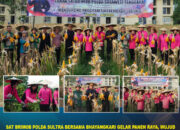 Sat Brimob Polda Sultra Bersama Bhayangkari Gelar Panen Raya, Wujud Nyata Dukungan Ketahanan Pangan Nasional