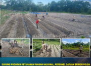 Dukung Program Ketahanan Pangan Nasional, Personel Satuan Brimob Polda Sultra Intensifkan Perawatan Tanaman dan Hewan di Mako