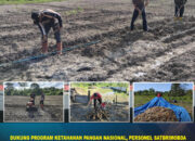 Dukung Program Ketahanan Pangan Nasional, Personel Satbrimob Polda Sultra Optimalkan Kebun Pangan sebagai Wujud Pengabdian kepada Masyarakat