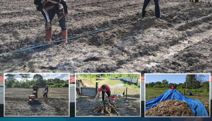 Dukung Program Ketahanan Pangan Nasional, Personel Satbrimob Polda Sultra Optimalkan Kebun Pangan sebagai Wujud Pengabdian kepada Masyarakat