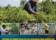 Personel Sat Brimob Polda Sultra Laksanakan Pemeliharaan dan Perawatan Tanaman serta Hewan di Lahan Ketahanan Pangan