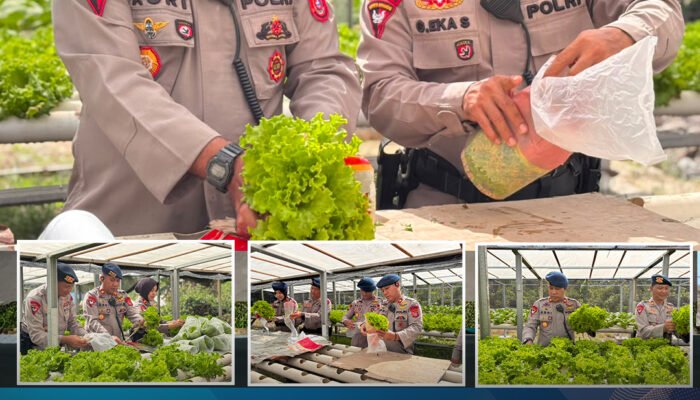 Dukung Ketahanan Pangan Nasional, Detasemen Gegana Satbrimob Polda Sultra Panen Selada Hidroponik P2L