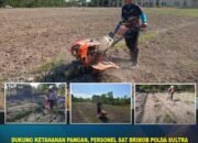 Dukung Ketahanan Pangan, Personel Sat Brimob Polda Sultra Laksanakan Pembajakan dan Perawatan Lahan Pertanian