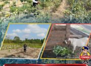 Wujudkan Ketahanan Pangan, Personel Satbrimob Polda Sultra Laksanakan Perawatan Tanaman dan Hewan di Lahan Mako