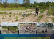 Wujudkan Ketahanan Pangan Berkelanjutan, Personel Satbrimob Polda Sultra Laksanakan Perawatan Tanaman dan Lahan Kebun Ketahanan Pangan