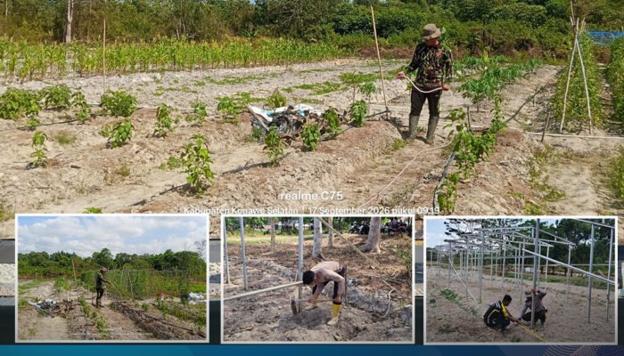 Wujudkan Ketahanan Pangan Berkelanjutan, Personel Satbrimob Polda Sultra Laksanakan Perawatan Tanaman dan Lahan Kebun Ketahanan Pangan