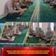 Perkuat Iman dan Integritas, Personel Batalyon B Pelopor Satbrimob Polda Sultra Laksanakan Pembinaan Rohani