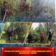 Respons Cepat Brimob Polda Sultra Tangani Kebakaran Lahan di Belakang SMA 5 Kendari