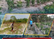 Dukung Ketahanan Pangan Nasional, Personel Satbrimob Polda Sultra Rawat Lahan dan Tanaman di Mako