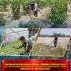Dukung Ketahanan Pangan Nasional, Personel Satbrimob Polda Sultra Intensifkan Perawatan Tanaman dan Pemeliharaan Lahan Produktif di Lingkungan Mako