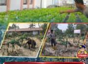 Dukung Ketahanan Pangan, Personel Brimob Sultra Rawat Tanaman dan Bersihkan Lahan Mako