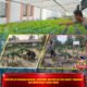 Dukung Ketahanan Pangan, Personel Brimob Sultra Rawat Tanaman dan Bersihkan Lahan Mako